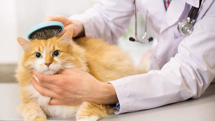 Hospitalisation et médecine interne vétérinaire La Réunion