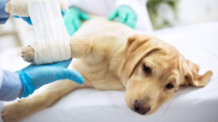 Hospitalisation et médecine interne vétérinaire La Réunion