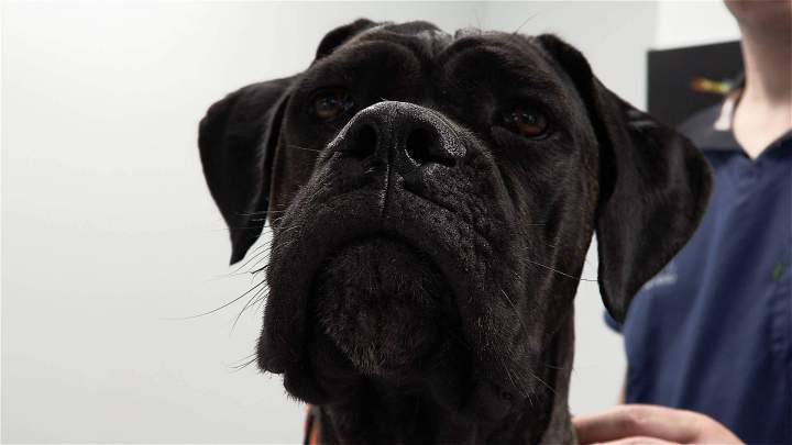 Consultations et vaccins vétérinaire La Réunion