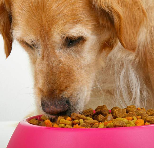 Alimentation pour animaux Saint-Louis