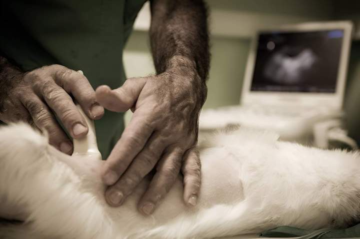 Clinique vétérinaire Saint-Louis