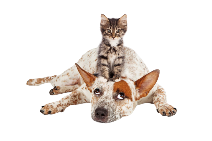 Consultations et vaccins vétérinaire La Réunion