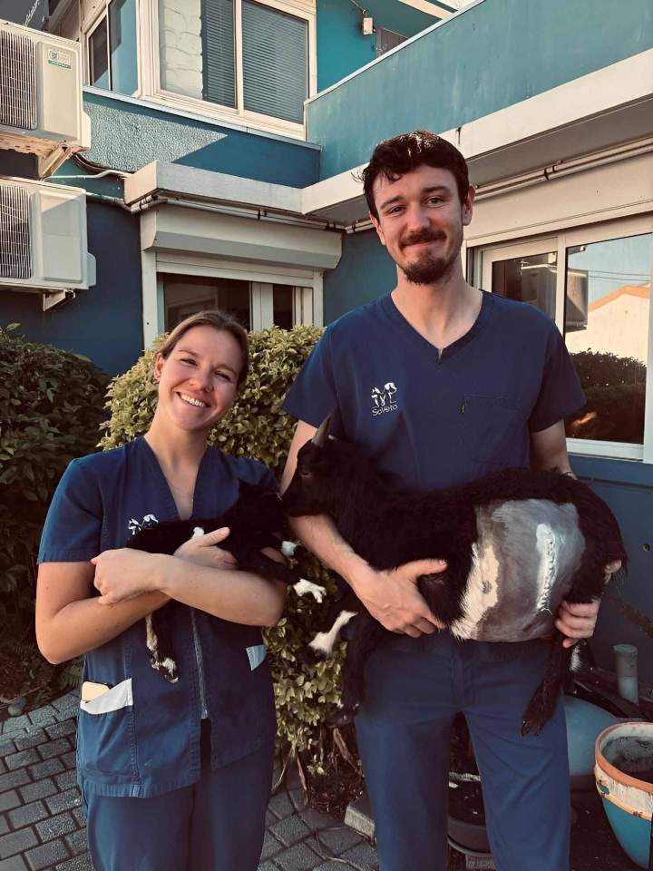 Médecine interne vétérinaire La Réunion