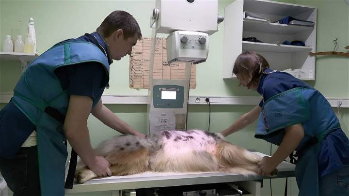 Médecine vétérinaire rurale La Réunion