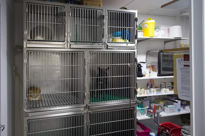 Centre vétérinaire Saint-Louis