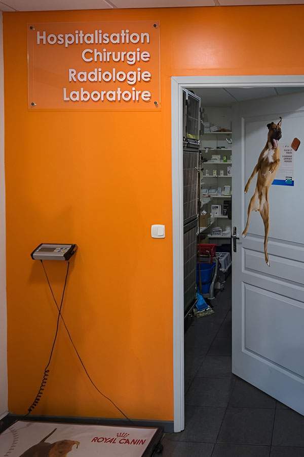 Chirurgie vétérinaire La Réunion