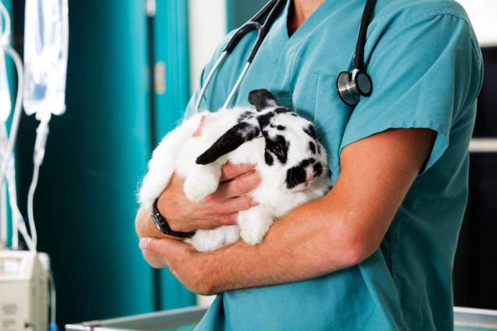 Médecin pour animaux Saint-Louis