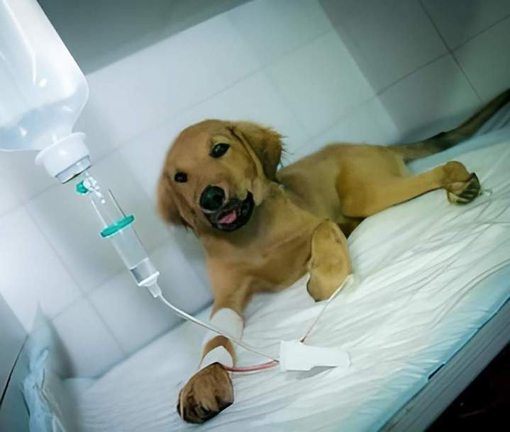 Hospitalisation et suivi médical personnalisé