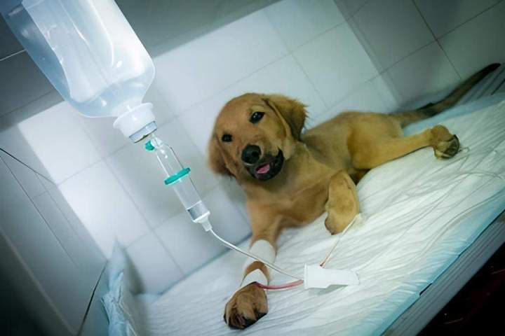 Hospitalisation et médecine interne vétérinaire La Réunion