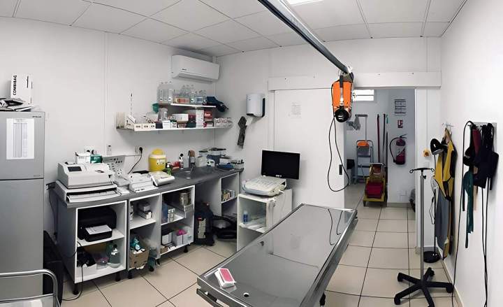 Chirurgie vétérinaire La Réunion