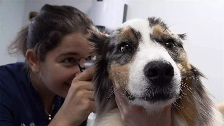 Consultations et vaccins vétérinaire
