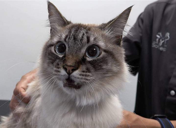 Médecine animale La Réunion