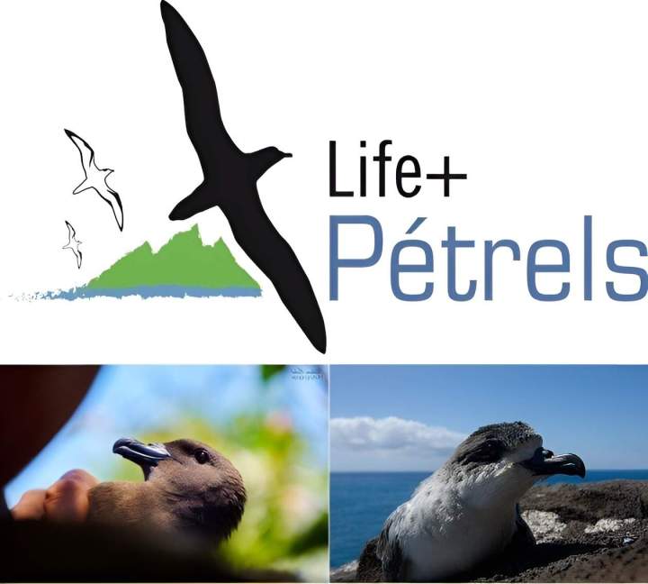 Logo Life plus pétrels