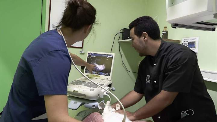 Imagerie médicale vétérinaire, l'Étang-Salé les Bains